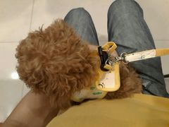 -艾贝尔宠物医院·24H转诊中心·肿瘤猫专科(江宁双龙店)