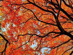 -叠溪松坪沟景区