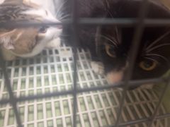 -瑞派旺宝宠物医院·犬猫全科综合·尿道专科(莲兴院)