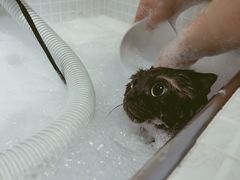 -PETKIT 小佩宠物·低压洗护·美容·寄养(安远店)