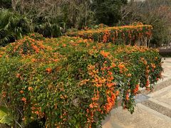 -深圳仙湖植物园