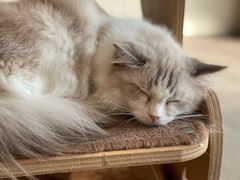 -飞行喵MR PILOT|猫舍·猫咖(静安大融城店)