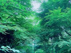 -杭州半山国家森林公园