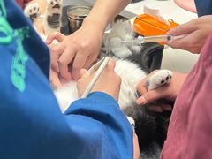 -瑞派康怡24h宠物医院·犬猫医疗中心·微创绝育(瑞景分院)