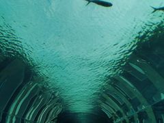 -海棠湾洲际-涛·海底餐厅·美人鱼·自助餐·海底隧道