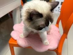 -向阳羊汤(千峰店)