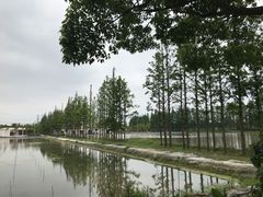 -上海长兴岛郊野公园