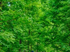 -桤木河湿地公园