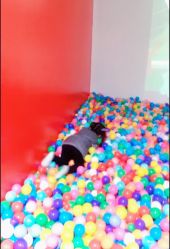 -恐龙探索乐园(磁器口店)