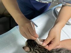 -半岛宠物医院24小时(科华中路店)