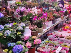 -花鸟鱼虫鲜花绿植市场(玉泉路店)
