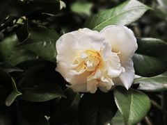 -金花茶公园