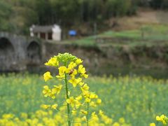 -石潭村