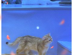 -COLOR PETS 撸猫馆·购猫·猫咖(长风大悦城店)