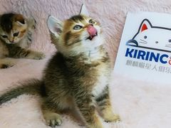 -十年猫舍·猫咪专门店(普陀店)