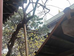 -龙华素斋(龙华路店)