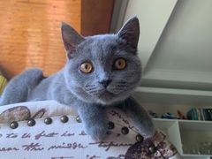 -猫十亿·布偶金渐层·曼基康矮脚猫舍(青年路店)
