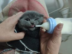 -我爱猫咪·猫咖·狗咖·安哥拉兔·羊驼咖(小寨华旗店)