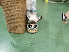 -藦茜花园宠物主题亲子互动体验馆(国顺东路店)