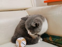 -lincat·猫舍(广州店)