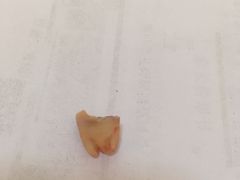 -上海市杨浦区牙病防治所