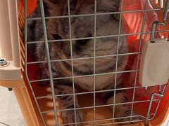 -伟伟宠物医院·CT影像中心·瑞派犬猫综合性门诊(汉口总院)