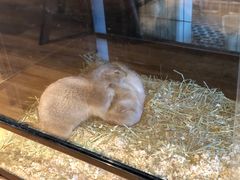 -藦茜花园宠物主题亲子互动体验馆(国顺东路店)