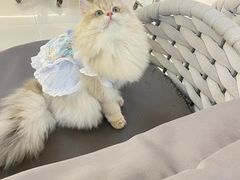 -lincat·猫舍(广州店)