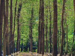 -黄海国家森林公园