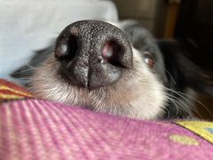 -爱侣宠医·鹦鹉专科·小型哺乳类·异宠专科(灵石路店)