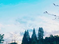 -杭州植物园