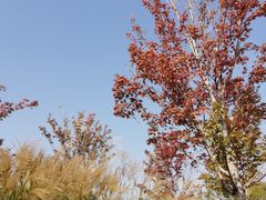 -东郊湿地公园