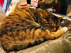 -猫的天空之城概念书店(杭州南宋御街店)