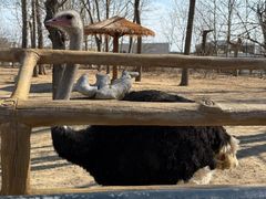 -大连森林动物园