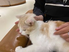 -藏猫猫咖啡主题馆(中央大道店)