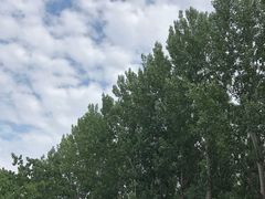 -牛背梁国家森林公园