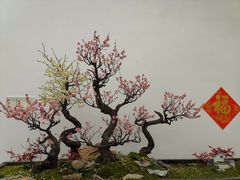 -南京古林公园
