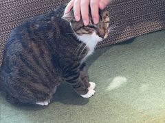-御宝贝·A梦猫科宠物医院(国际猫友好医院)