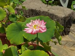 -洛阳市隋唐城遗址植物园