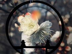 -无锡梅园公园