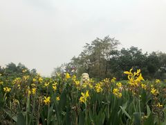 -桂湖森林公园