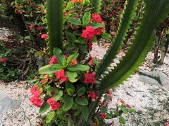 -松山湖梦幻百花洲