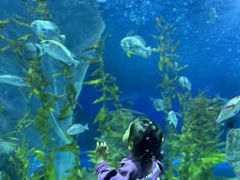 -芜湖新华联大白鲸海洋公园