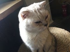 -猫猫幼稚园·撸猫·桌游·电玩