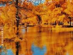 -金塔沙漠胡杨林景区