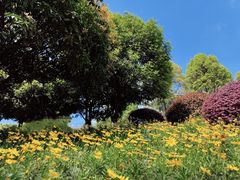 -铁山坪森林公园