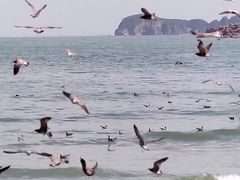 -海驴岛(荣成市)