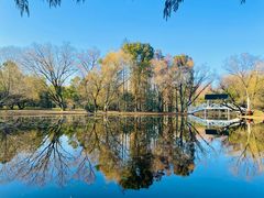 -上海共青森林公园