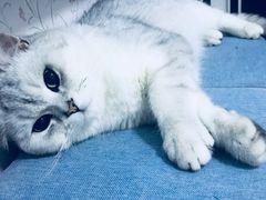 -米苏动物医院·犬猫专科·骨科外科内窥镜