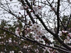 -高东镇樱花园